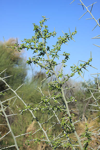  Ziziphus obtusifolia var. canescens